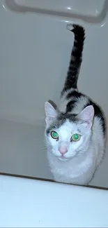 White cat with green eyes sitting in a bathtub.