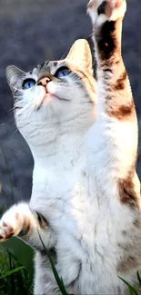 Cute cat reaching up in lush grass.