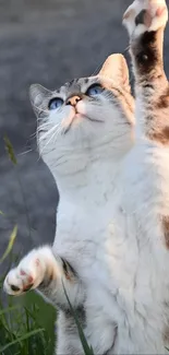 Playful cat reaching up in green nature setting.