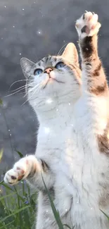 A playful cat reaches to the sky in a grassy field.