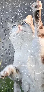 Cat reaching out playfully through raindrops on wallpaper.