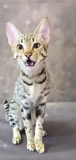 Striped cat sitting with starry grey background.