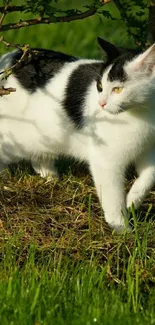 Black and white cat walking in a sunny garden.