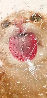 Cute orange cat licking glass with water droplets.