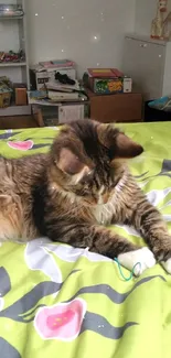 Cat resting on green floral bedspread with shelves in background.