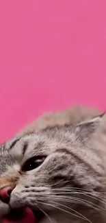 Playful cat licking paw on vibrant pink background wallpaper.