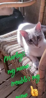 Playful cat lounging on a sunlit rattan chair.