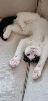 Playful black and white kitten stretching on a beige sofa.