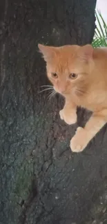 Orange cat perched on tree trunk, natural background.