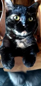 A playful black and brown cat sits on a wooden chair, looking curious.