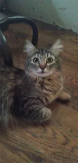 Playful cat laying on a wooden floor, looking surprised.