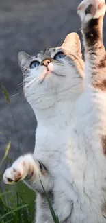 A playful cat reaching upward against a blurred outdoor backdrop.