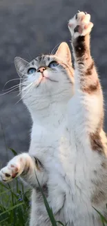 Tabby cat stretching upward in a field.