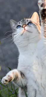 Playful cat with blue eyes reaching up outdoors.