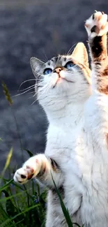 Adorable cat reaching upwards in a field.