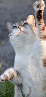 Playful cat reaching up amidst green grass.