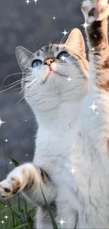 A playful cat reaches for stars on a mobile wallpaper.