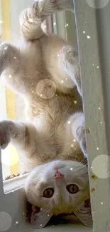 Playful cat hanging upside down on a window sill in bright light.