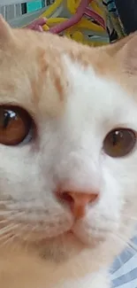 Close-up of a ginger and white cat with curious eyes.