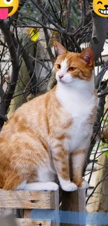 A playful orange cat with emojis sitting outdoors.