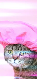 Whimsical cat wearing a bright pink hat.