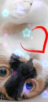 Cute cat with starry effects and red heart mobile wallpaper.