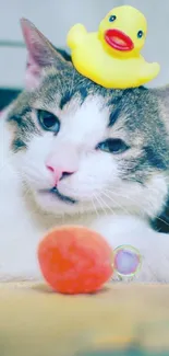 Cat laying with a toy rubber duck on its head, looking relaxed and playful.