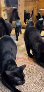 A group of black cats gathering on a woven rug indoors.