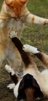 Two playful cats engaging in a lively outdoor tussle on grass.