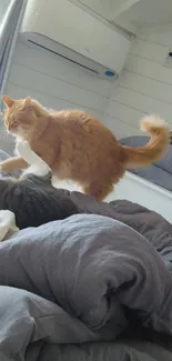 Two playful cats on a cozy bed in a sunlit bedroom.