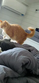 Two cats play on a soft grey bed cover.