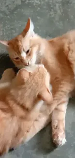 Two playful orange cats on a rustic floor.