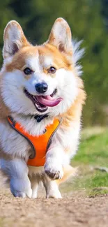 Energetic corgi running on a forest path.