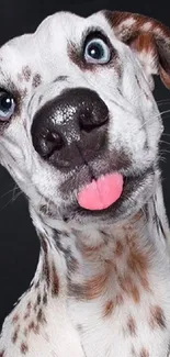 Playful Dalmatian dog with blue eyes and tongue sticking out.