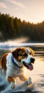 Dog joyfully running in a lake at sunset.