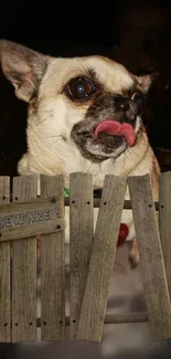 Playful dog peeks over a warning sign on a wooden fence.