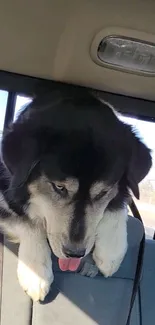 A fluffy dog enjoying a playful ride in a car's back seat.