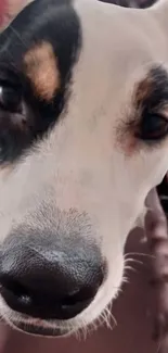 Close-up of a dog's face with black and white fur, gazing forward.