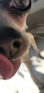 Close-up of a playful dog licking, captured in bright light.