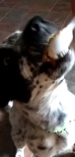 Adorable spotted dog eagerly enjoying a tasty snack.