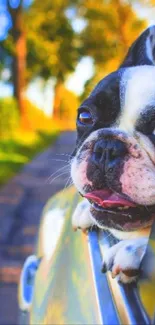 French Bulldog peeking out of car window during a scenic drive.