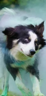 Playful border collie in colorful smoke outdoors.