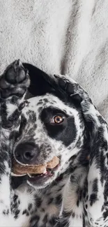 Playful dog lying on a gray blanket.