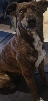 Dog sits on a rug in a cozy home environment.