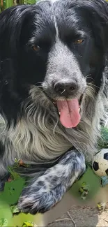 Black and white dog playing in lush garden with ball.