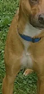 Brown dog with blue collar standing in green grass.