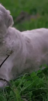 Playful dog lying in a lush green field.