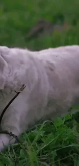 Playful white dog with stick in green field