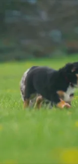 Playful dog running in a lush green field.