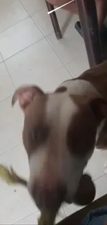 Playful dog holding a rope toy indoors, captured in motion.